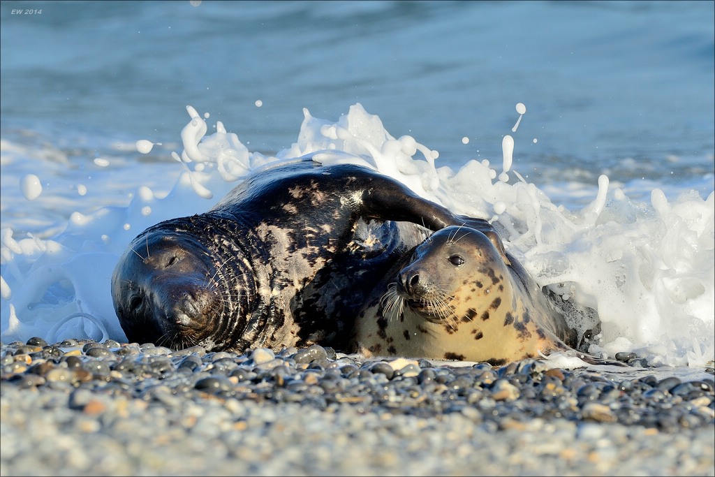 aacomp helgoland 20141229 7893