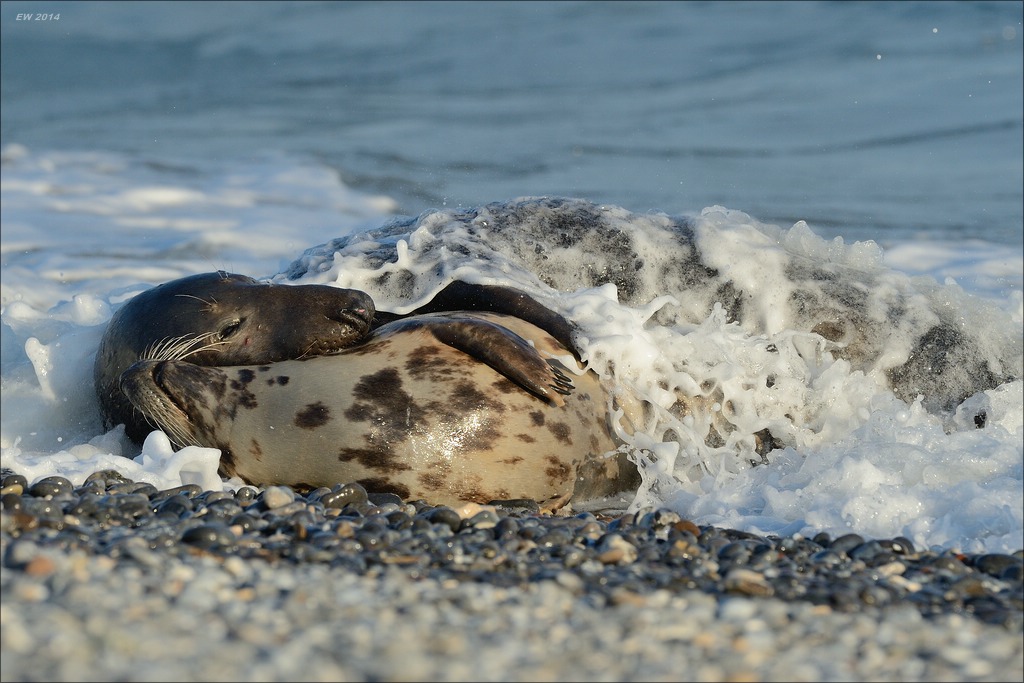 aacomp helgoland 20141229 7905