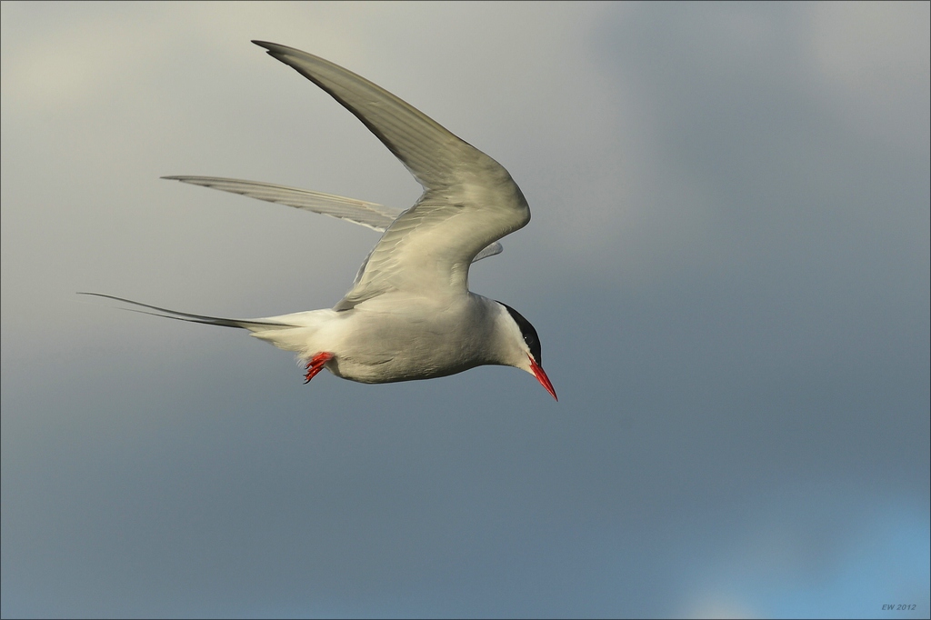 aacomp katingerwatt 20120512 1178