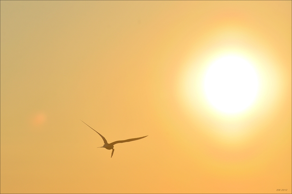 aacomp katingerwatt 20120526 0391