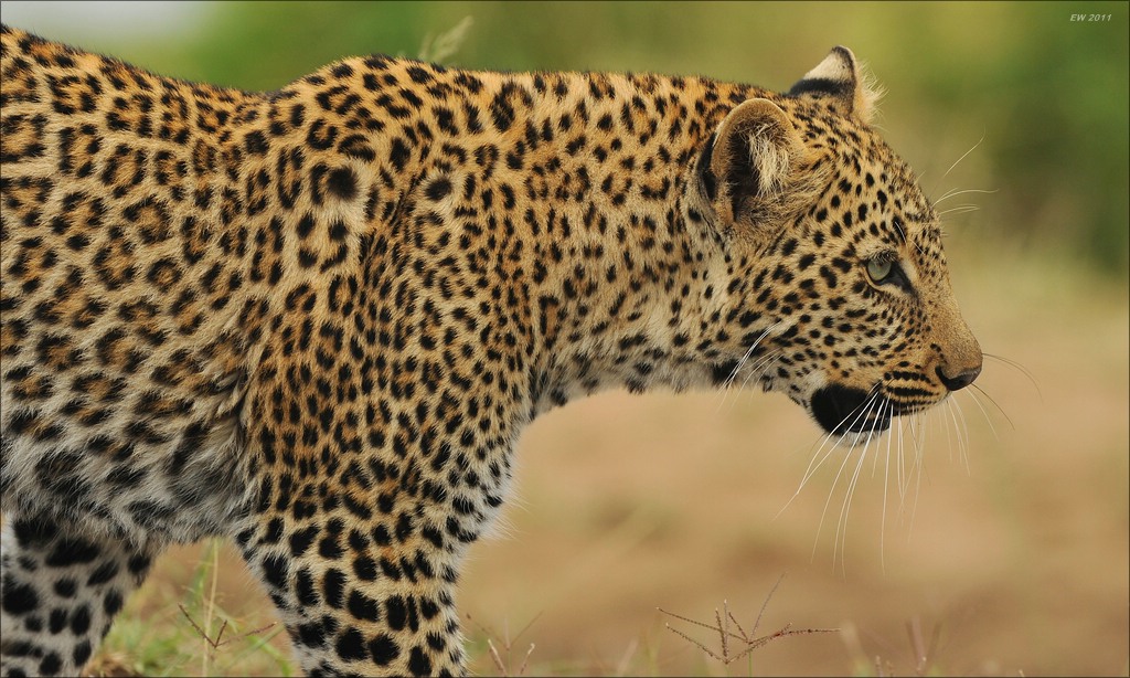 aacomp Kenia 20111014 07075a