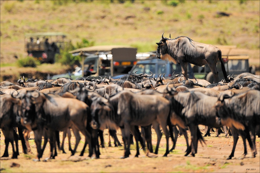 aacomp Kenia 20111017 16049