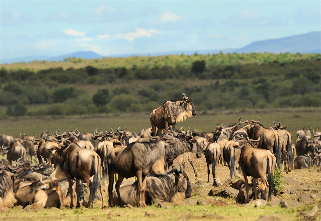 aacomp Kenia 20111017 16518