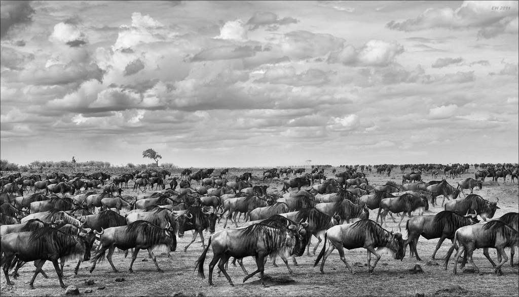 aacomp Kenia 20111017 17225a sw
