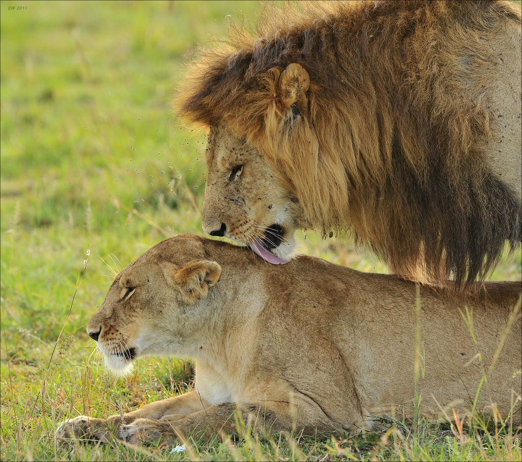 aacomp Kenia 20111018 17704