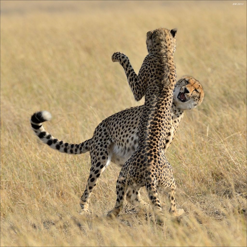 aacomp masai mara 20130906 02601
