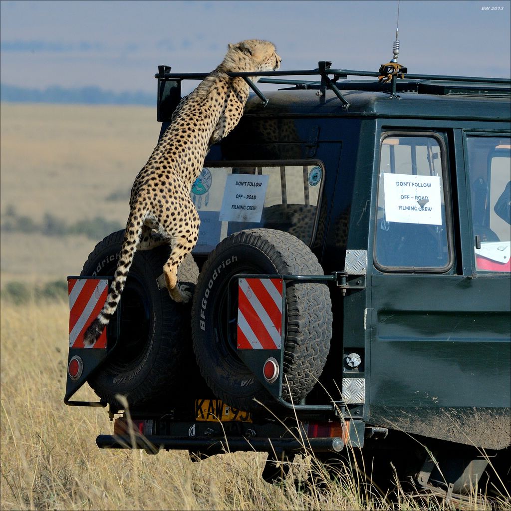 aacomp masai mara 20130906 02720