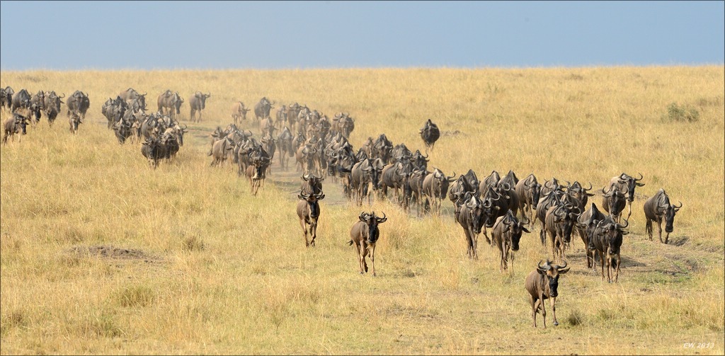 aacomp masai mara 20130906 04454