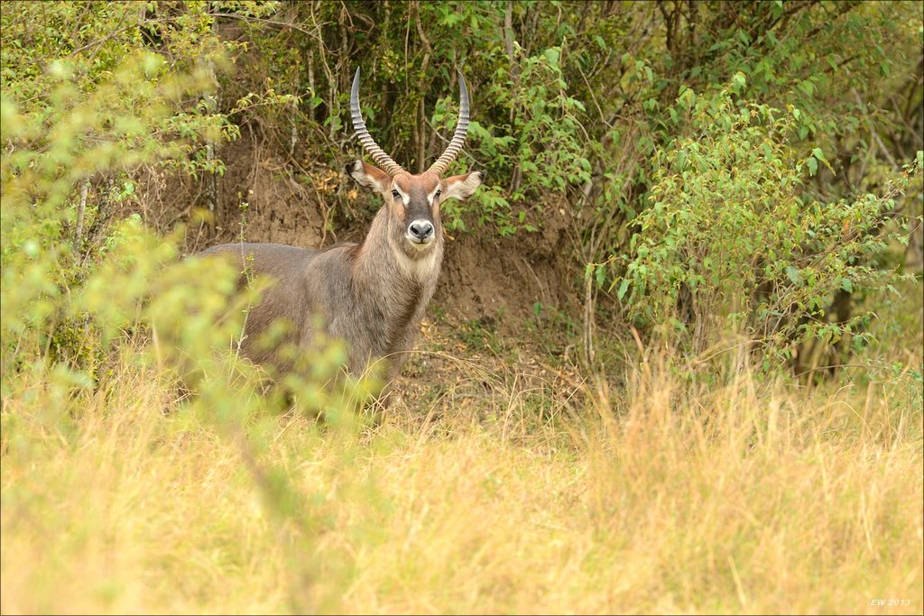 aacomp masai mara 20130907 05449