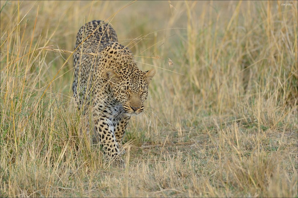 aacomp masai mara 20130907 07194