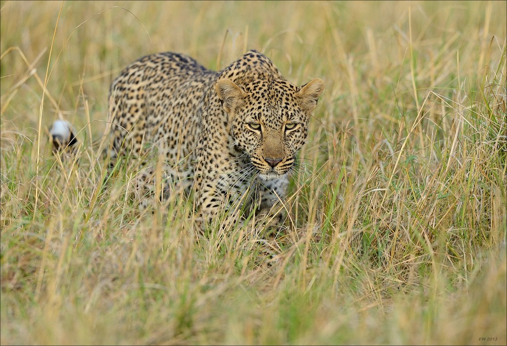 aacomp masai mara 20130907 07224