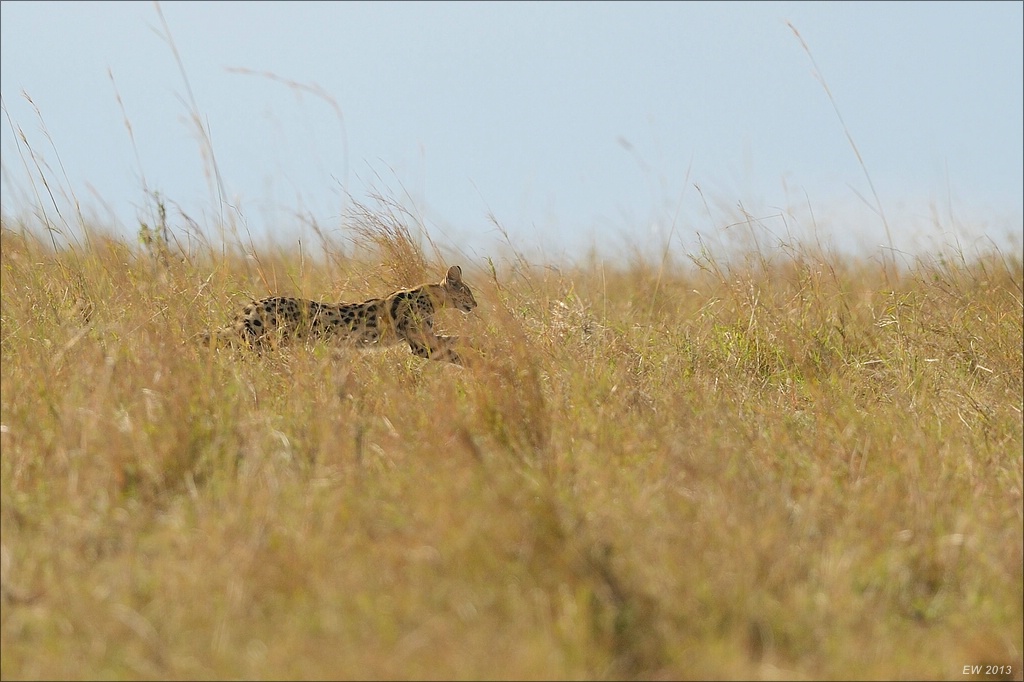 aacomp masai mara 20130911 21491