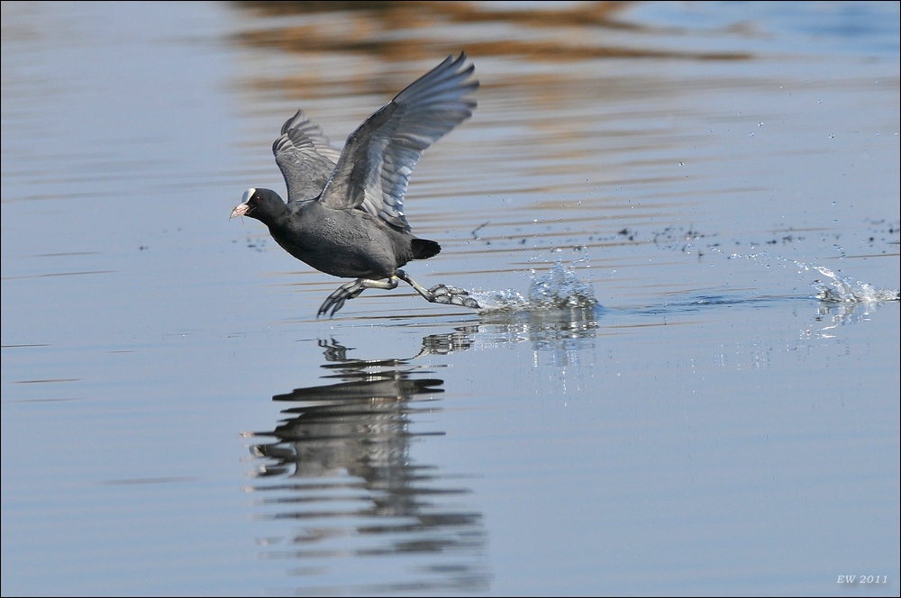 aacomp Nabu Wedel 20110327 1074