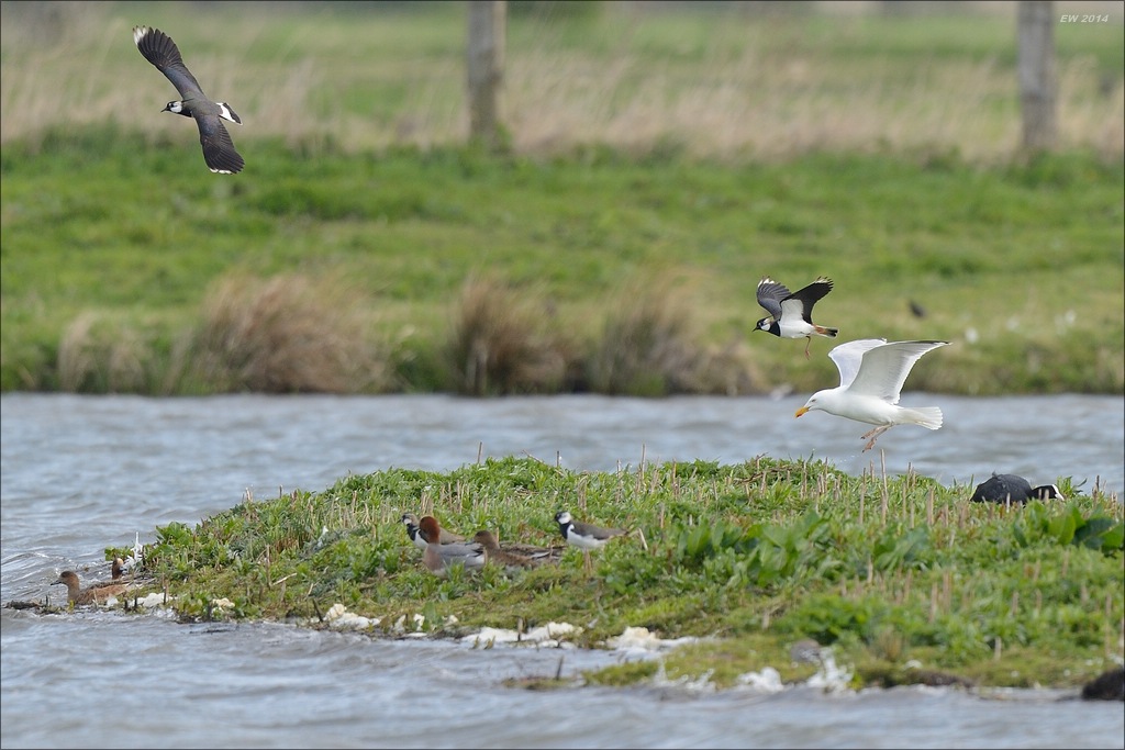 aacomp nabu wedel 20140413 0145
