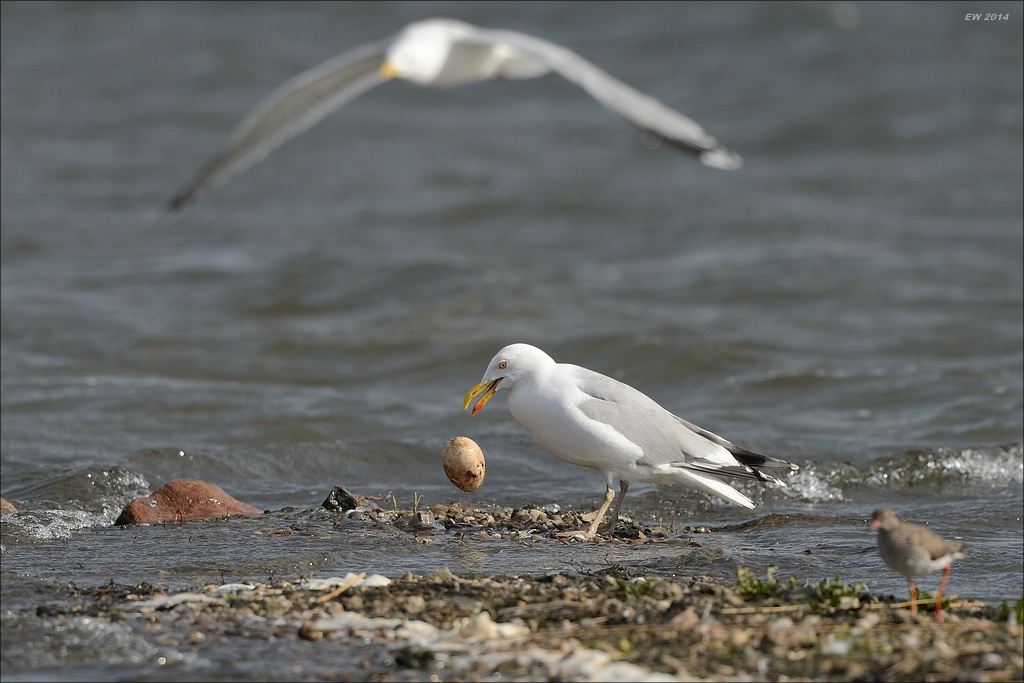 aacomp nabu wedel 20140413 0238