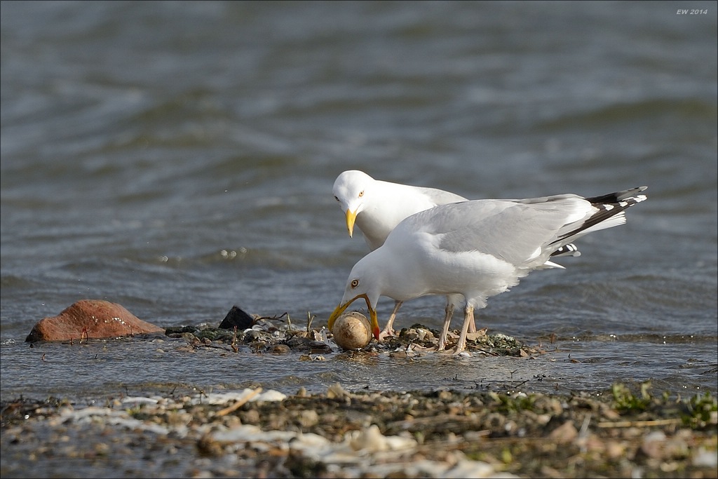 aacomp nabu wedel 20140413 0249