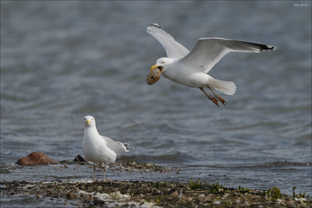 aacomp nabu wedel 20140413 0346