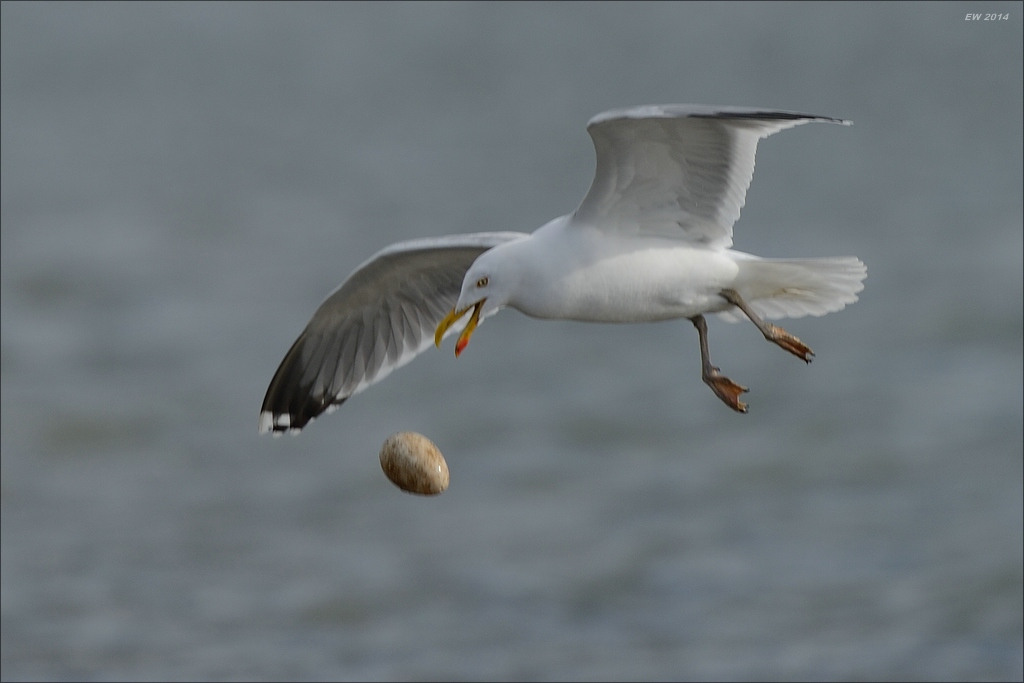 aacomp nabu wedel 20140413 0377