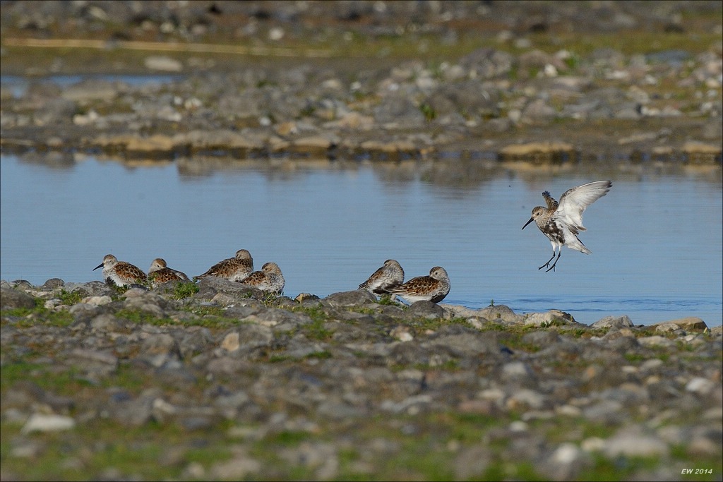 aacomp nabuwallnau 20140516 0103