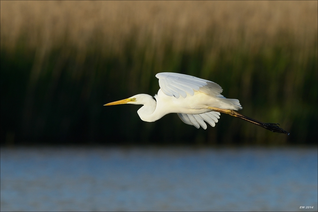 aacomp nabuwallnau 20140516 0140