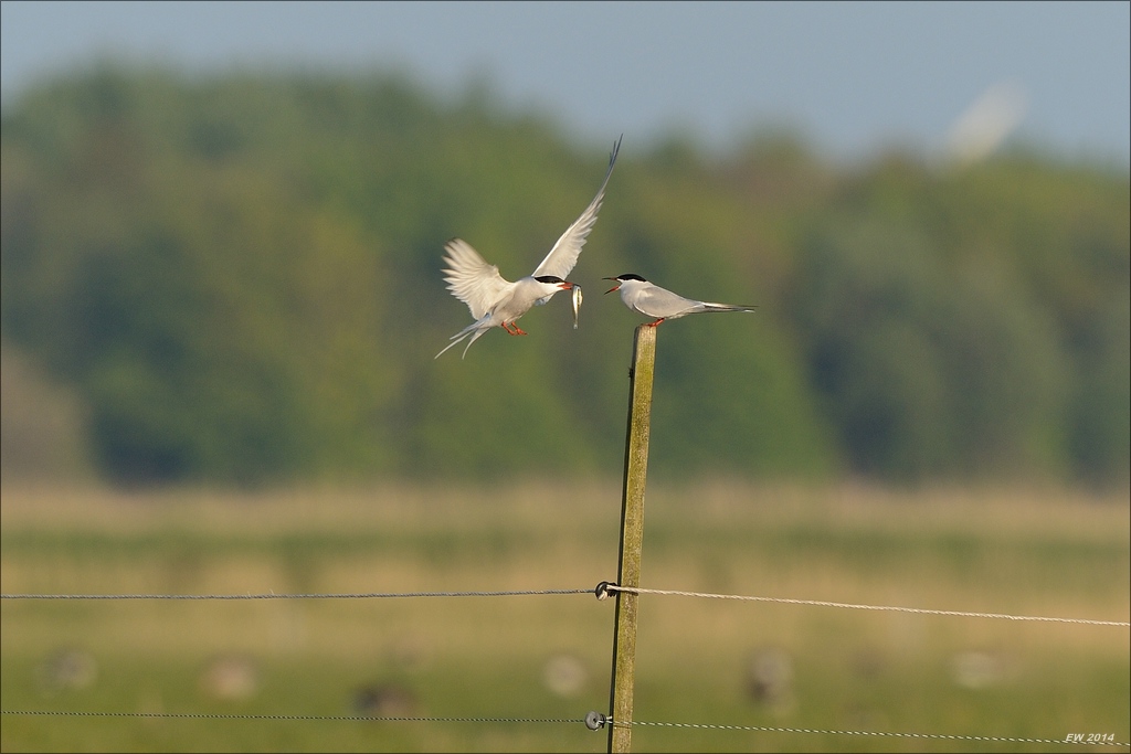 aacomp nabuwallnau 20140516 0262