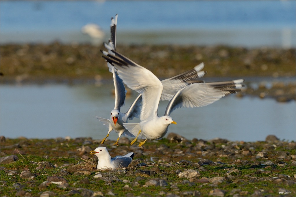 aacomp nabuwallnau 20140516 0550