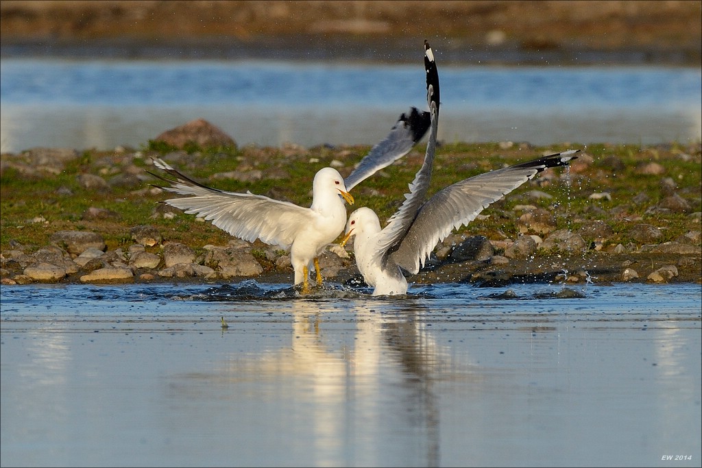 aacomp nabuwallnau 20140516 0592