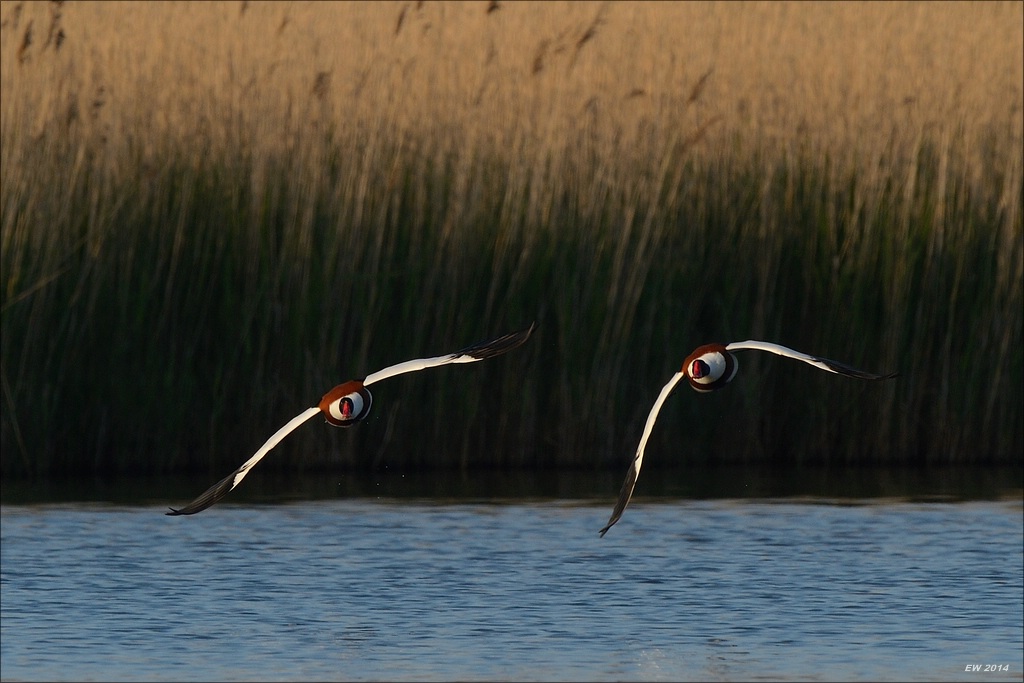 aacomp nabuwallnau 20140516 0602