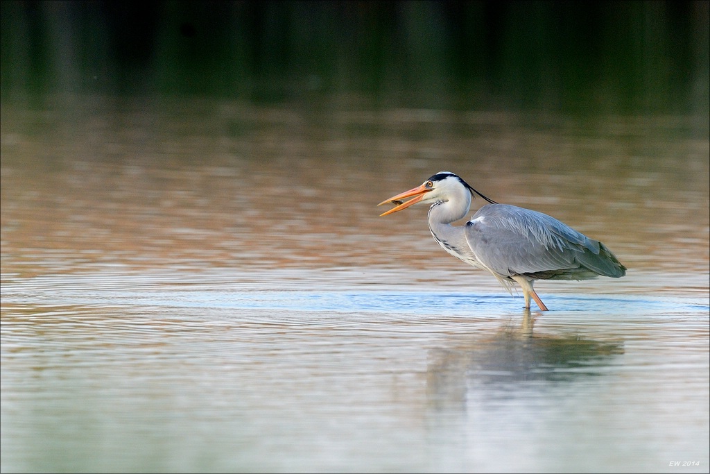 aacomp nabuwallnau 20140516 1237
