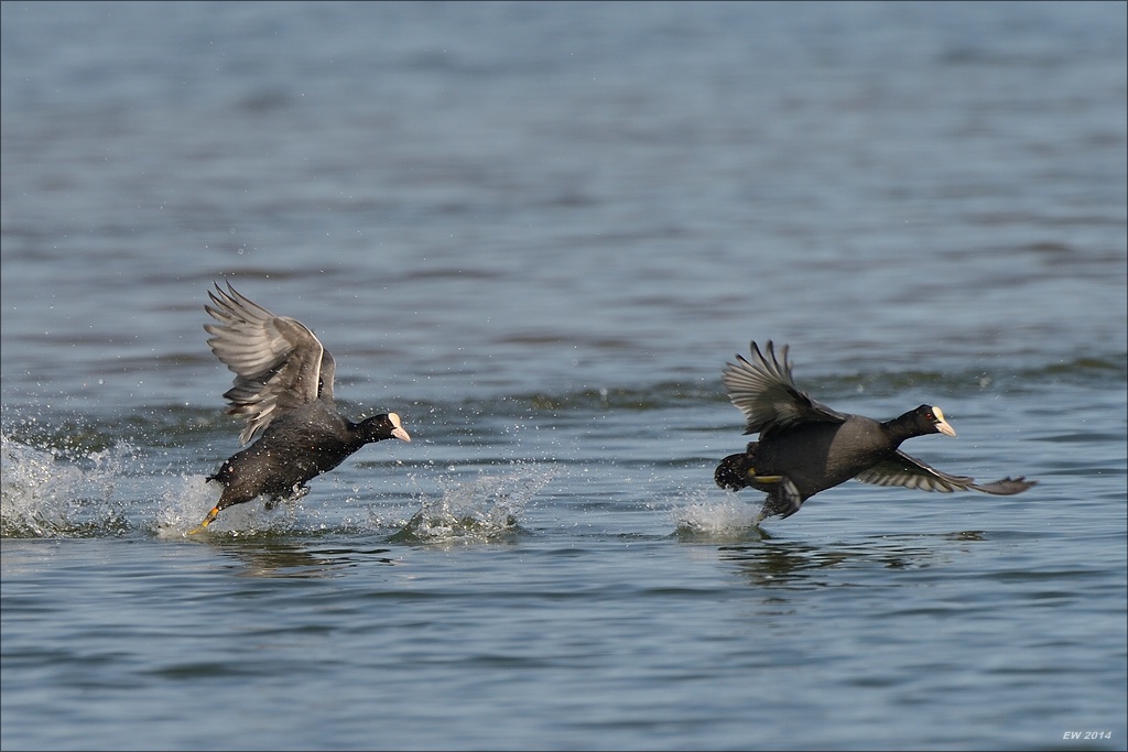 aacomp nabuwedel 20140501 0764