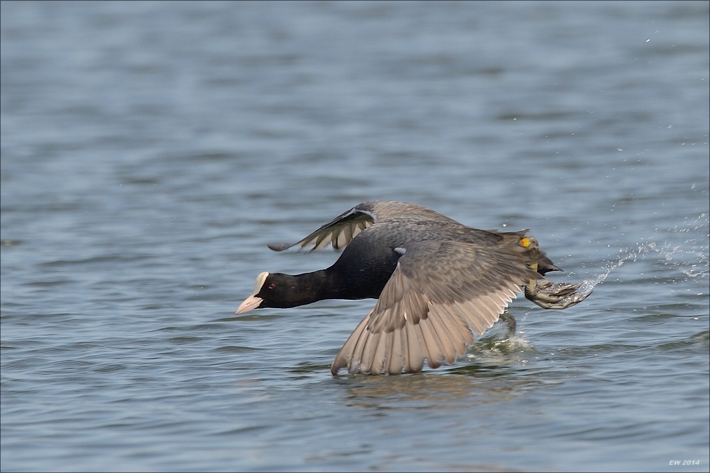 aacomp nabuwedel 20140501 1164