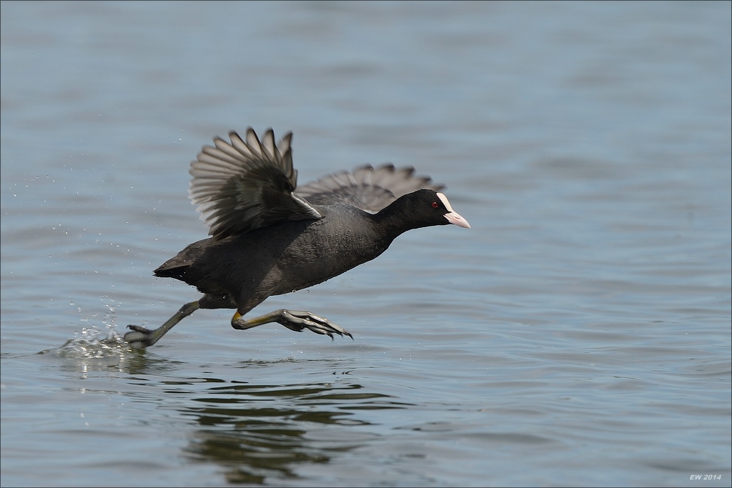 aacomp nabuwedel 20140501 2544