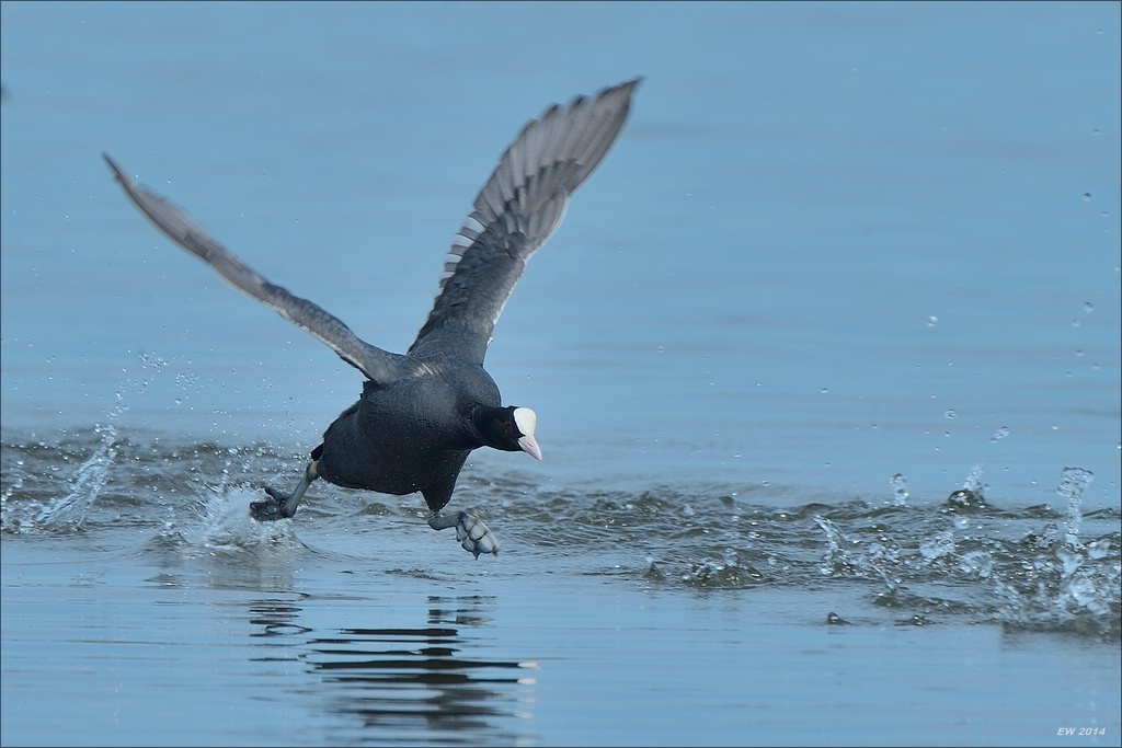 aacomp nabuwedel 20140501 2636