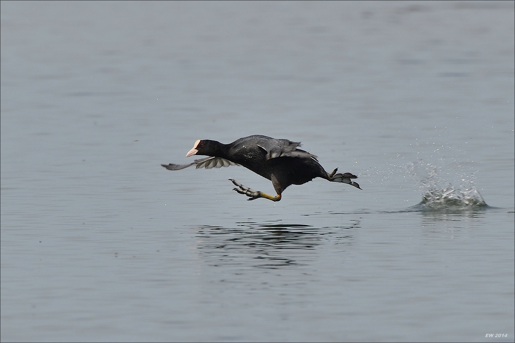 aacomp nabuwedel 20140501 2756
