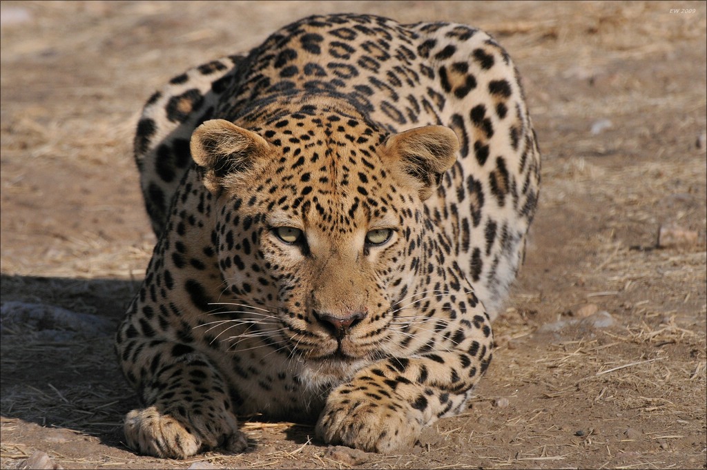 aacomp Namibia 09 10061