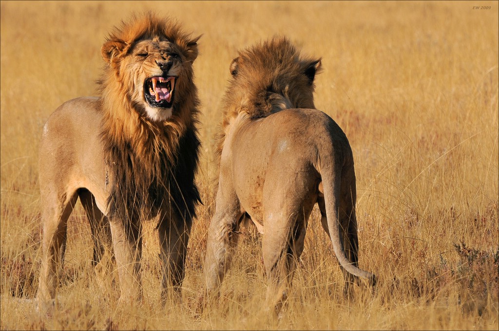 aacomp Namibia 09 19623