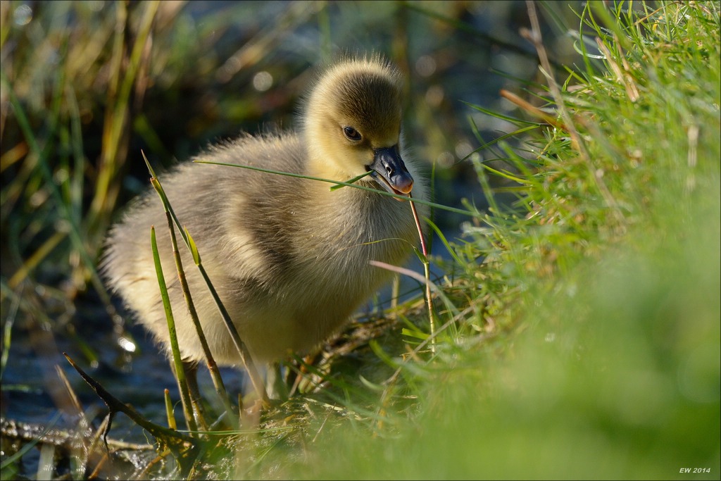 aacomp nordfriesland 20140503 0108