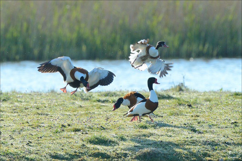 aacomp nordfriesland 20140503 0311
