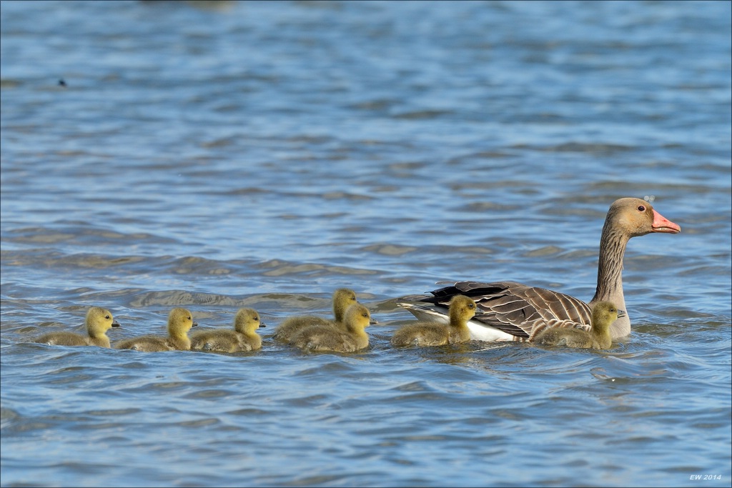 aacomp nordfriesland 20140503 0561
