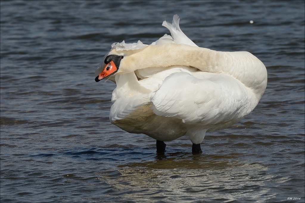 aacomp nordfriesland 20140503 0692