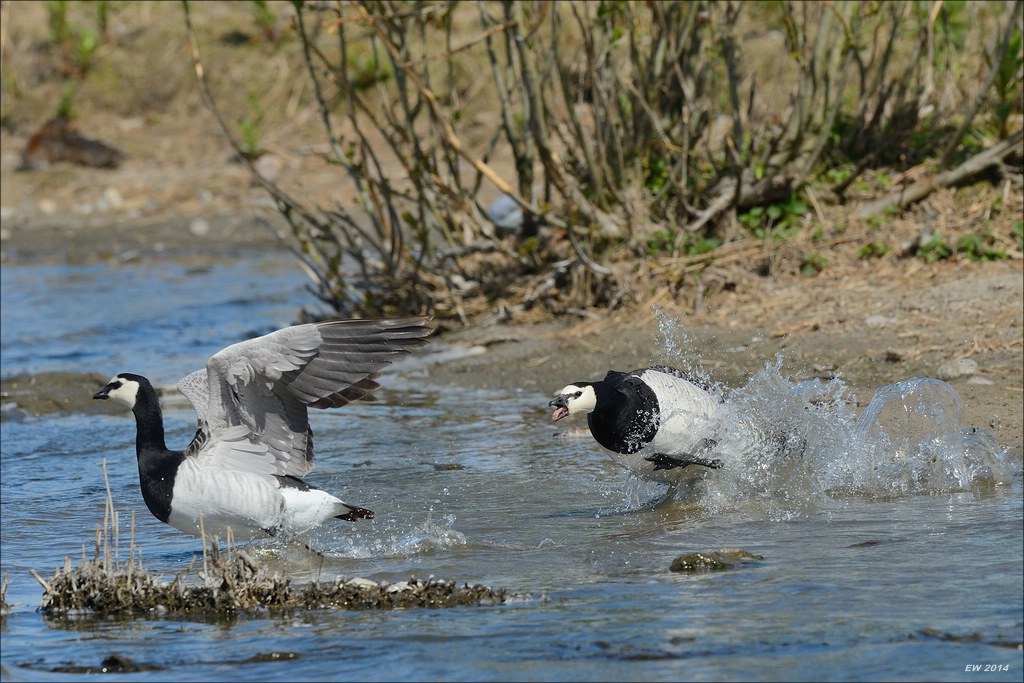 aacomp nordfriesland 20140503 0737