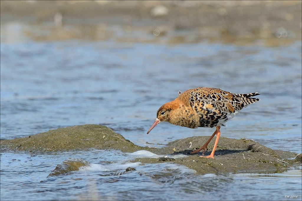 aacomp nordfriesland 20140503 1094