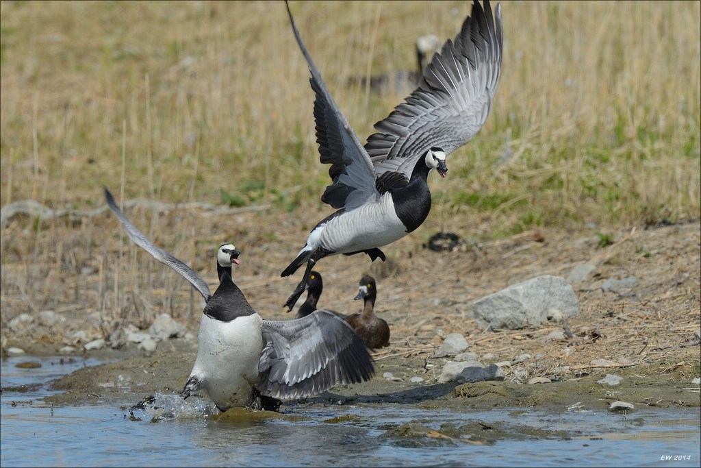 aacomp nordfriesland 20140503 1181