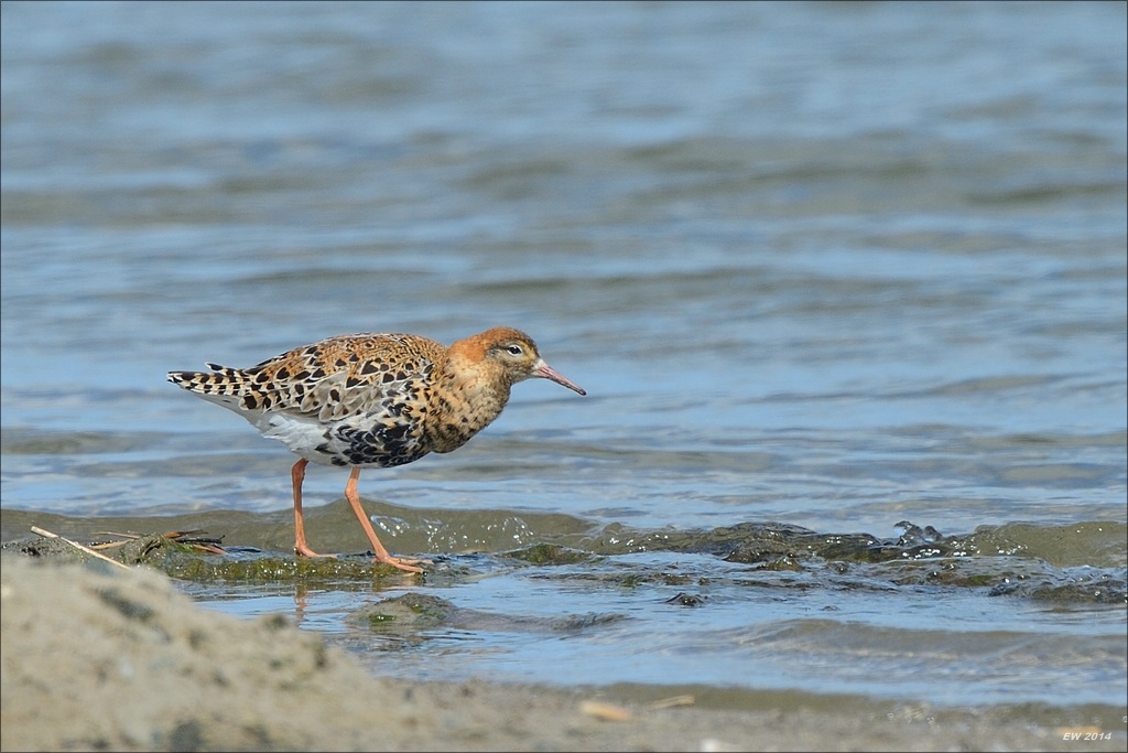 aacomp nordfriesland 20140503 1281