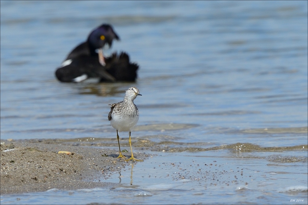 aacomp nordfriesland 20140503 1423