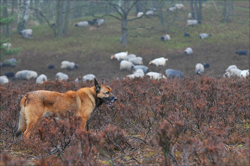 aacomp schafe hh 20110403 0131
