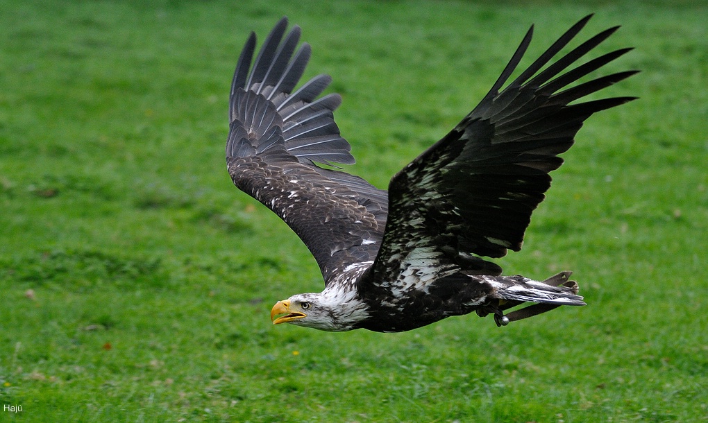 aacomp Springe Lodzig  (511)