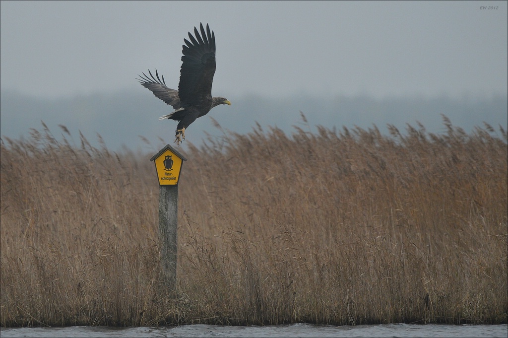 aacomp usedom 20121117 0301
