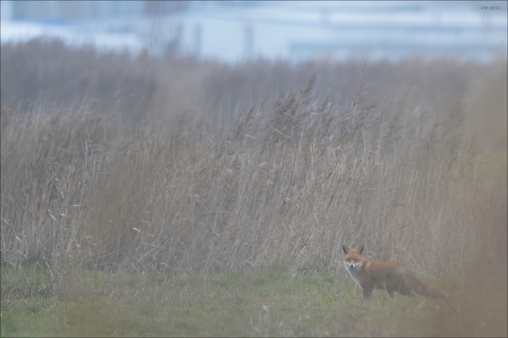 aacomp usedom 20121117 0621