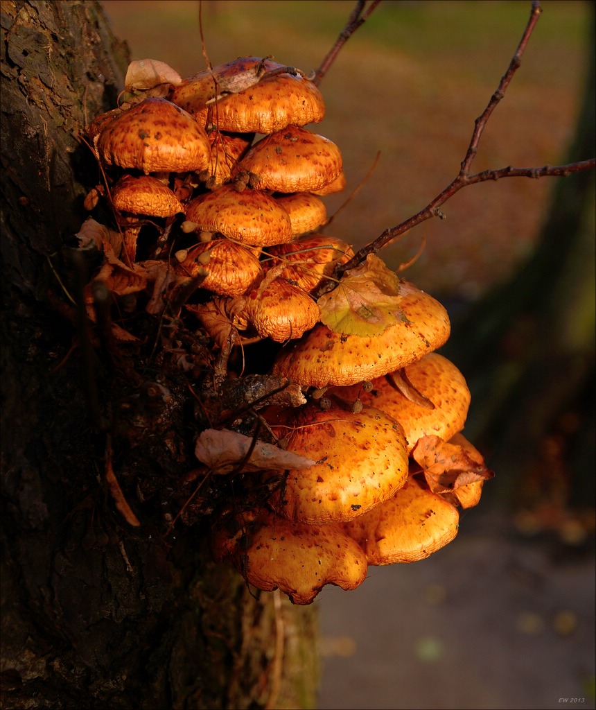 aacomp usedom 20131101 0193